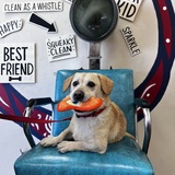 Entry image for Chubbs 
