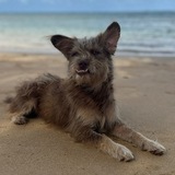 Entry image for Coconut