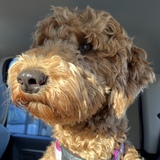 Entry image for Lucy
