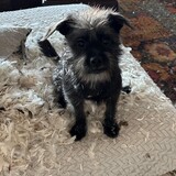 Entry image for Petey