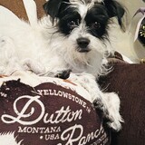 Entry image for BAILEY