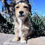 Entry image for Barney