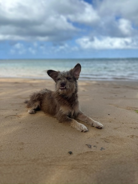 Entry image for Coconut. Clicking this image will show a larger photo