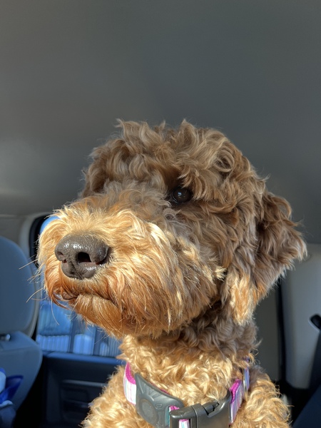 Entry image for Lucy. Clicking this image will show a larger photo