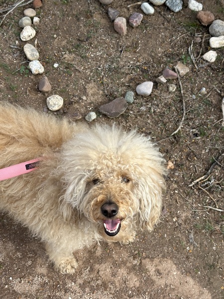 Entry image for Miss Calvin. Clicking this image will show a larger photo