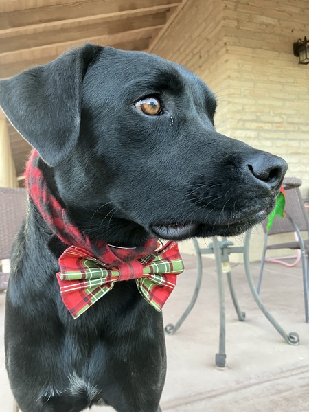 Entry image for Riley. Clicking this image will show a larger photo