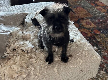 Entry image for Petey. Clicking this image will show a larger photo