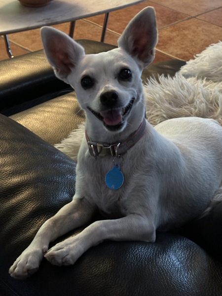 Entry image for Bunny. Clicking this image will show a larger photo