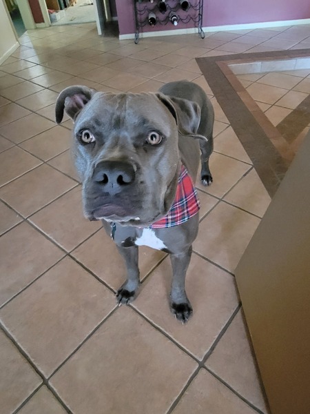 Entry image for Coby. Clicking this image will show a larger photo
