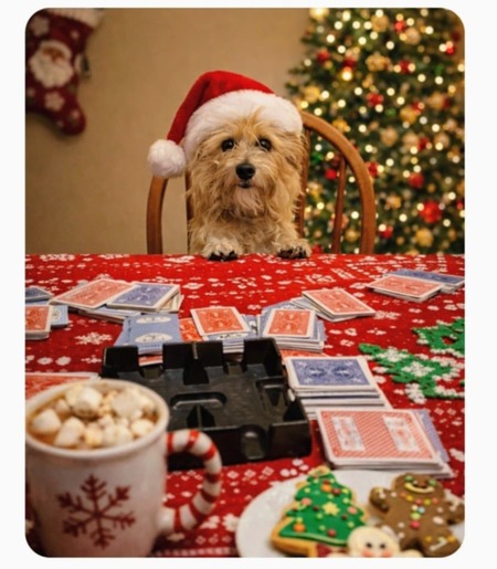 Entry image for Flynn. Clicking this image will show a larger photo
