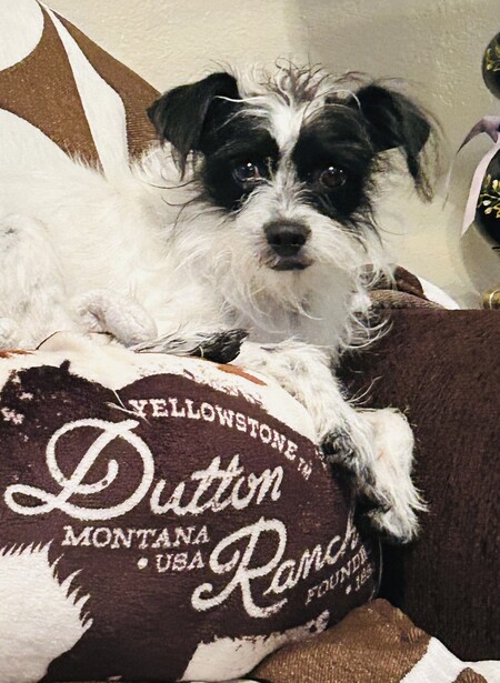 Entry image for BAILEY. Clicking this image will show a larger photo