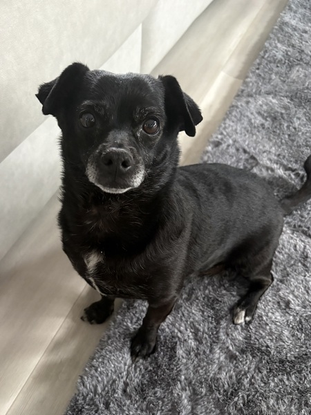 Entry image for Piper. Clicking this image will show a larger photo