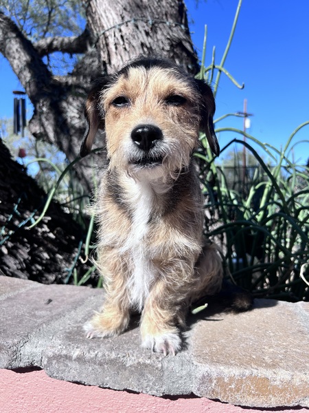 Entry image for Barney. Clicking this image will show a larger photo