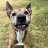Entry image for Ginger