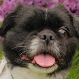 Entry image for Iggy Constantino