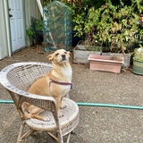 Entry image for Boris
