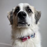 Entry image for Bosley
