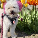 Entry image for Muffin