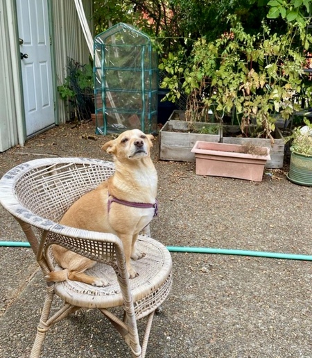 Entry image for Boris. Clicking this image will show a larger photo