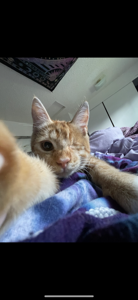 Entry image for Momo. Clicking this image will show a larger photo