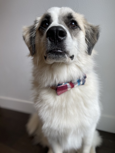 Entry image for Bosley. Clicking this image will show a larger photo