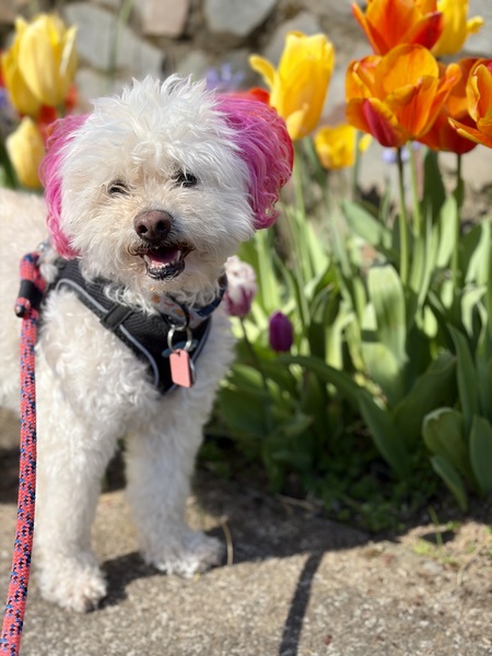 Entry image for Muffin. Clicking this image will show a larger photo