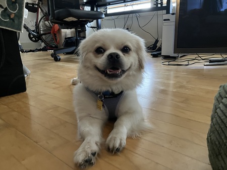 Entry image for Mishka. Clicking this image will show a larger photo