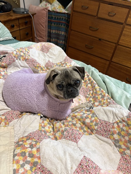 Entry image for Gertie. Clicking this image will show a larger photo