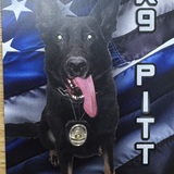 Entry image for K9 Pitt