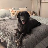 Entry image for Hank