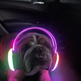Entry image for Bubblegum Fatz
