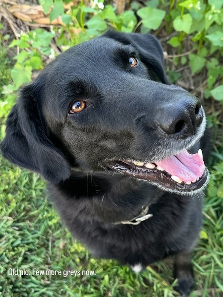 Entry image for Mack. Clicking this image will show a larger photo