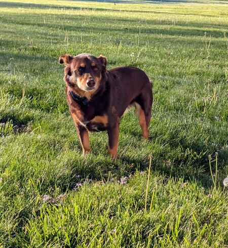 Entry image for Penny. Clicking this image will show a larger photo