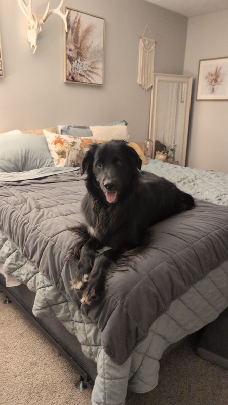 Entry image for Hank. Clicking this image will show a larger photo