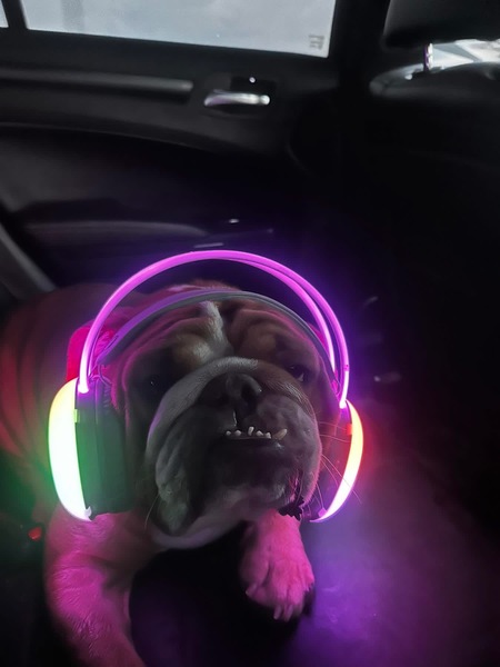Entry image for Bubblegum Fatz. Clicking this image will show a larger photo