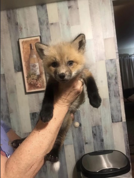 Entry image for Swiper . Clicking this image will show a larger photo