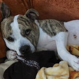 Entry image for Ruby Sue