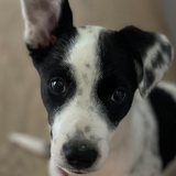 Entry image for Emma