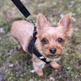 Entry image for Emmie