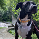 Entry image for Bella