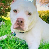 Entry image for Poppy Moon Pi