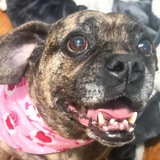 Entry image for Chester