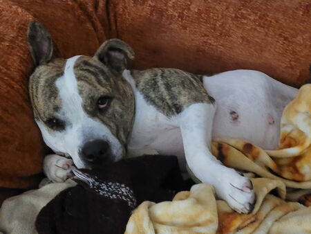 Entry image for Ruby Sue. Clicking this image will show a larger photo