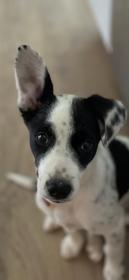 Entry image for Emma. Clicking this image will show a larger photo