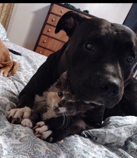 Entry image for Rosalee . Clicking this image will show a larger photo