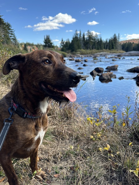 Entry image for Jameson . Clicking this image will show a larger photo