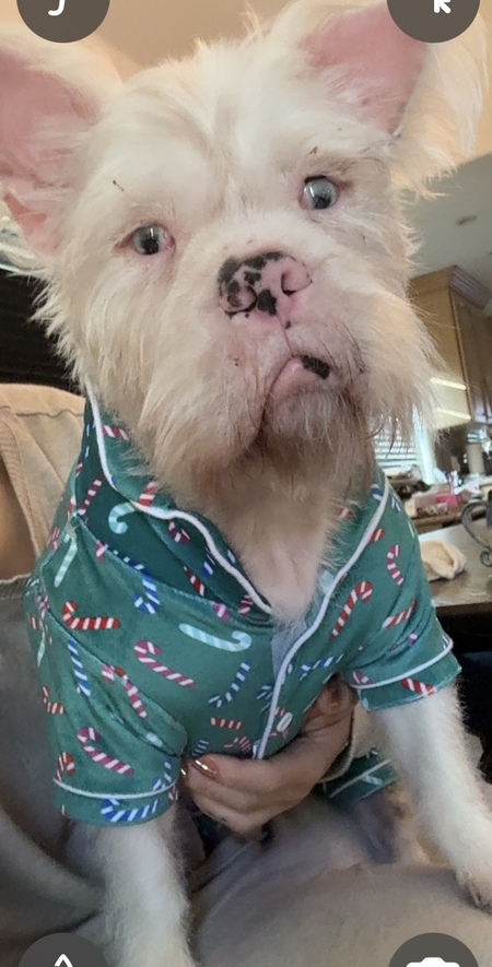 Entry image for Pua. Clicking this image will show a larger photo