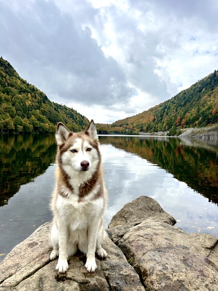 Entry image for Nova. Clicking this image will show a larger photo