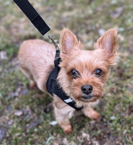 Entry image for Emmie. Clicking this image will show a larger photo