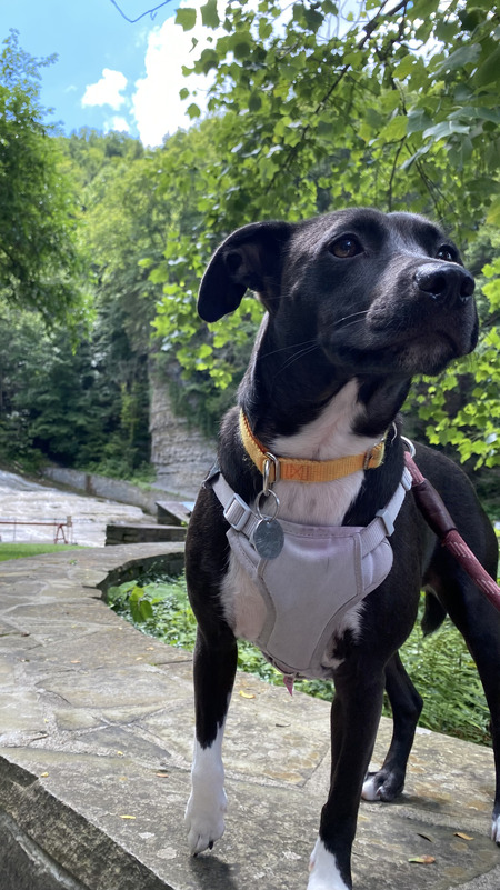 Entry image for Bella. Clicking this image will show a larger photo